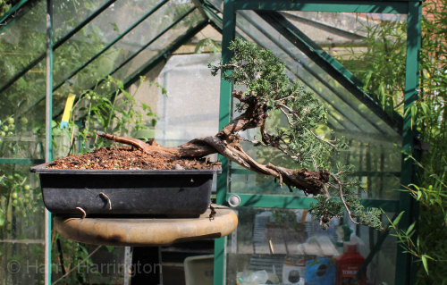 juniper bonsai